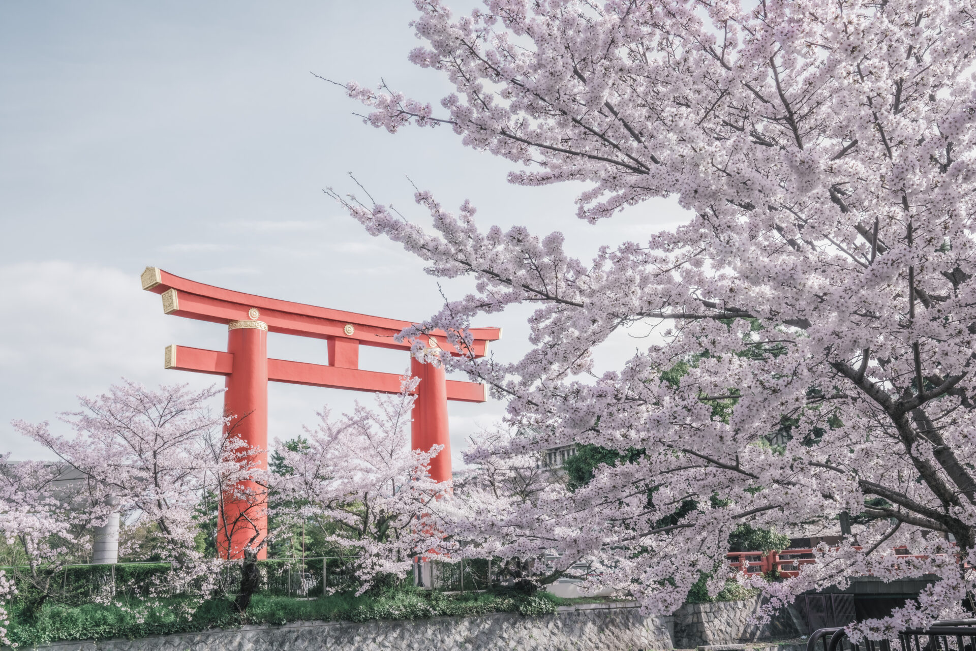 京都　平安神宮の大鳥居と桜　