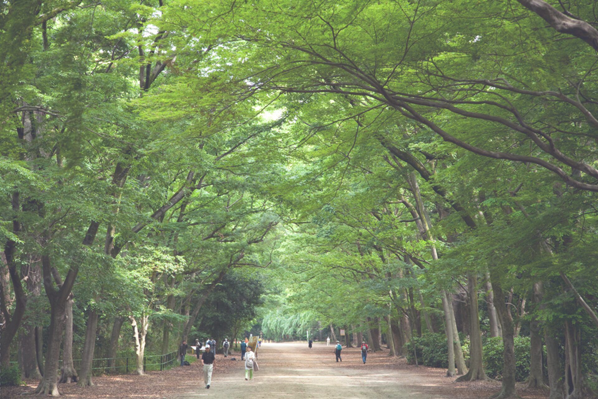 糺の森_下鴨神社