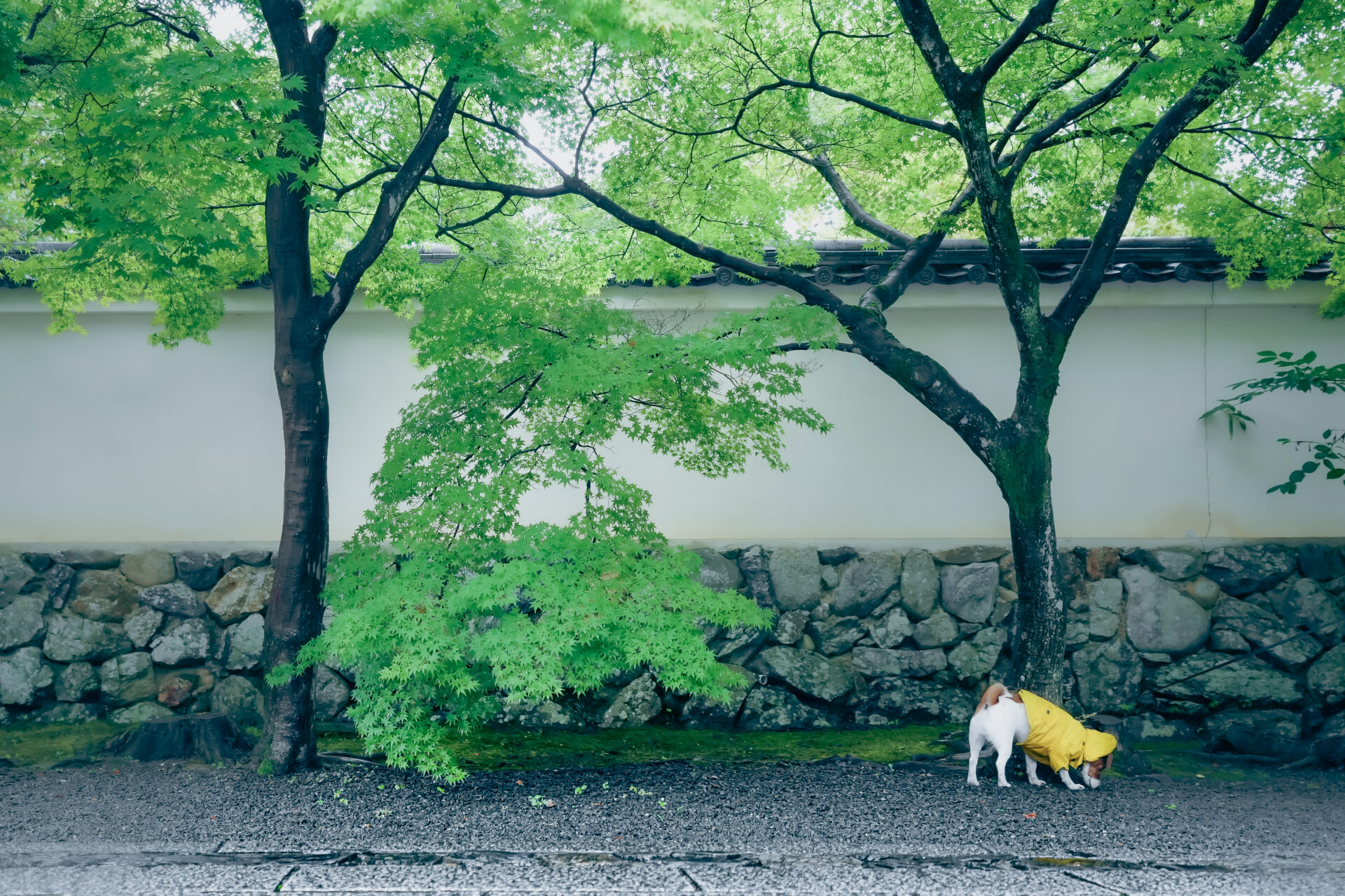 天龍寺の参道